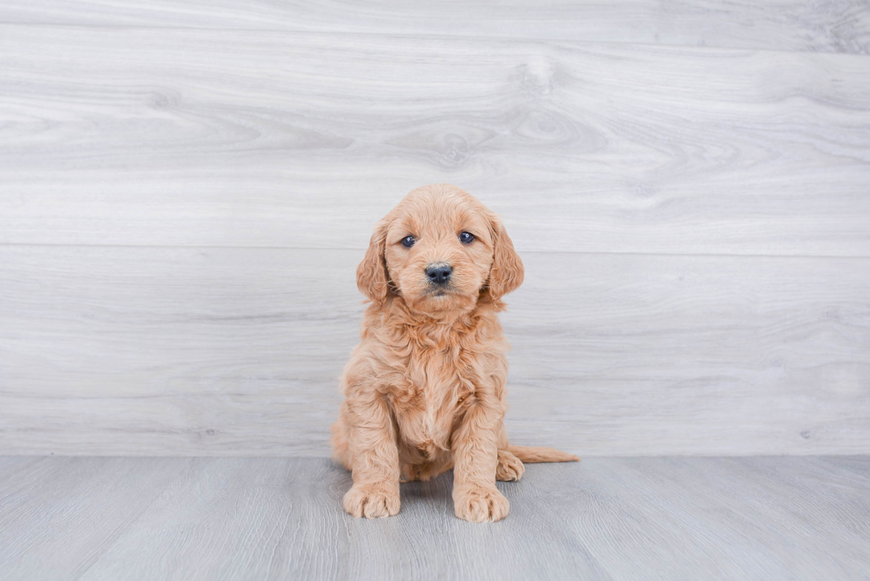 Mini Goldendoodle Puppy for Adoption