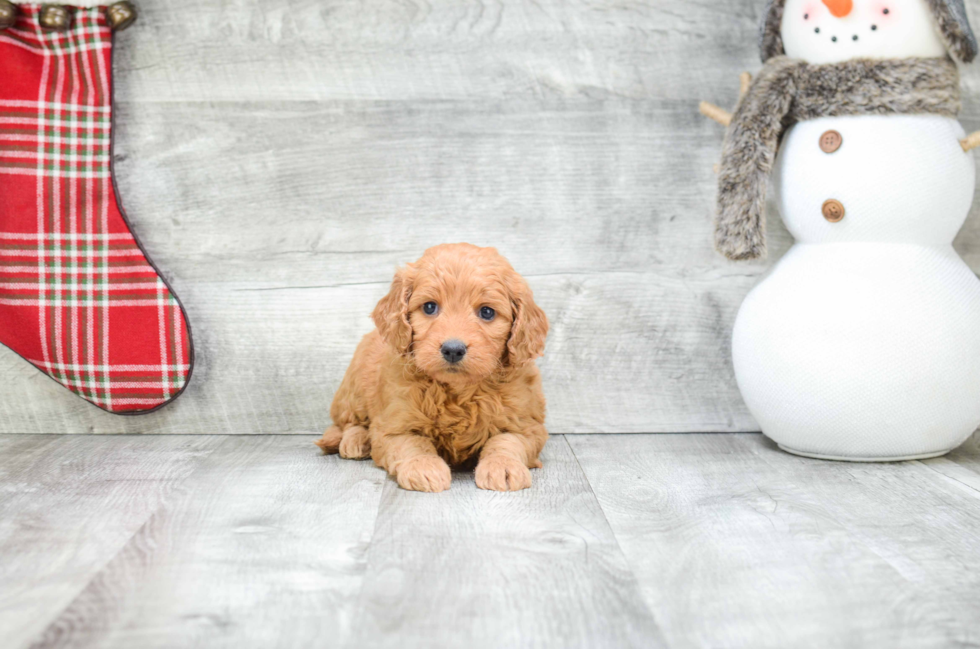 Smart Mini Goldendoodle Poodle Mix Pup