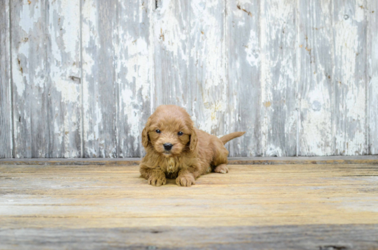 Small Mini Goldendoodle Baby