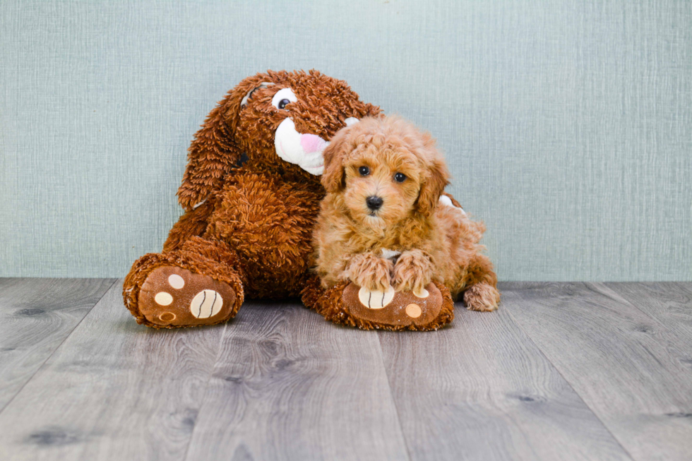 Petite Cavapoo Poodle Mix Pup