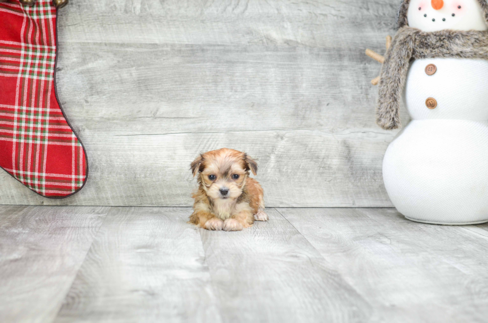 Happy Morkie Baby