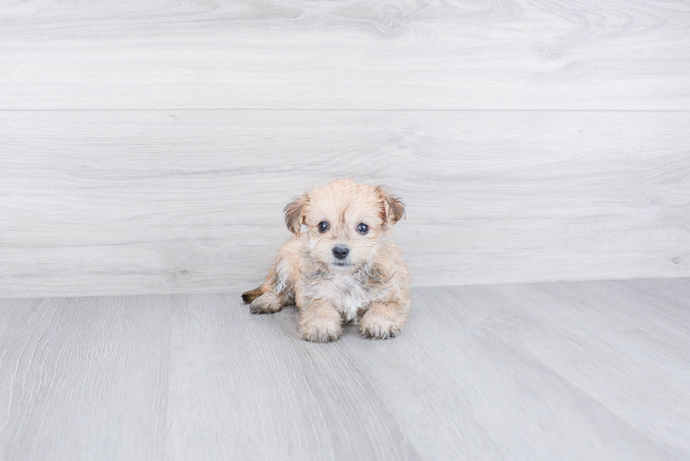 Petite Morkie Designer Pup