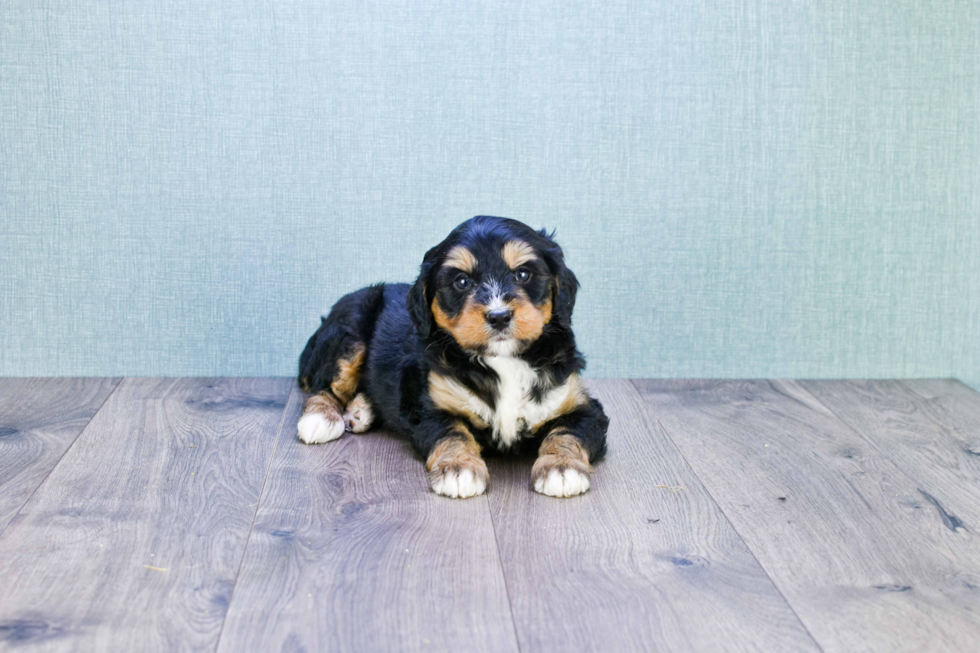 Fluffy Mini Bernedoodle Poodle Mix Pup