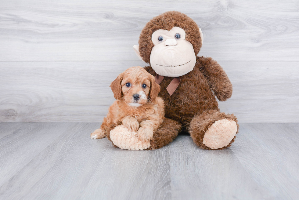 Friendly Cavapoo Baby