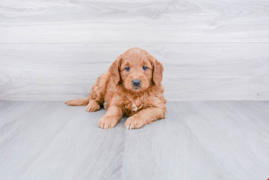 Mini Goldendoodle Pup Being Cute