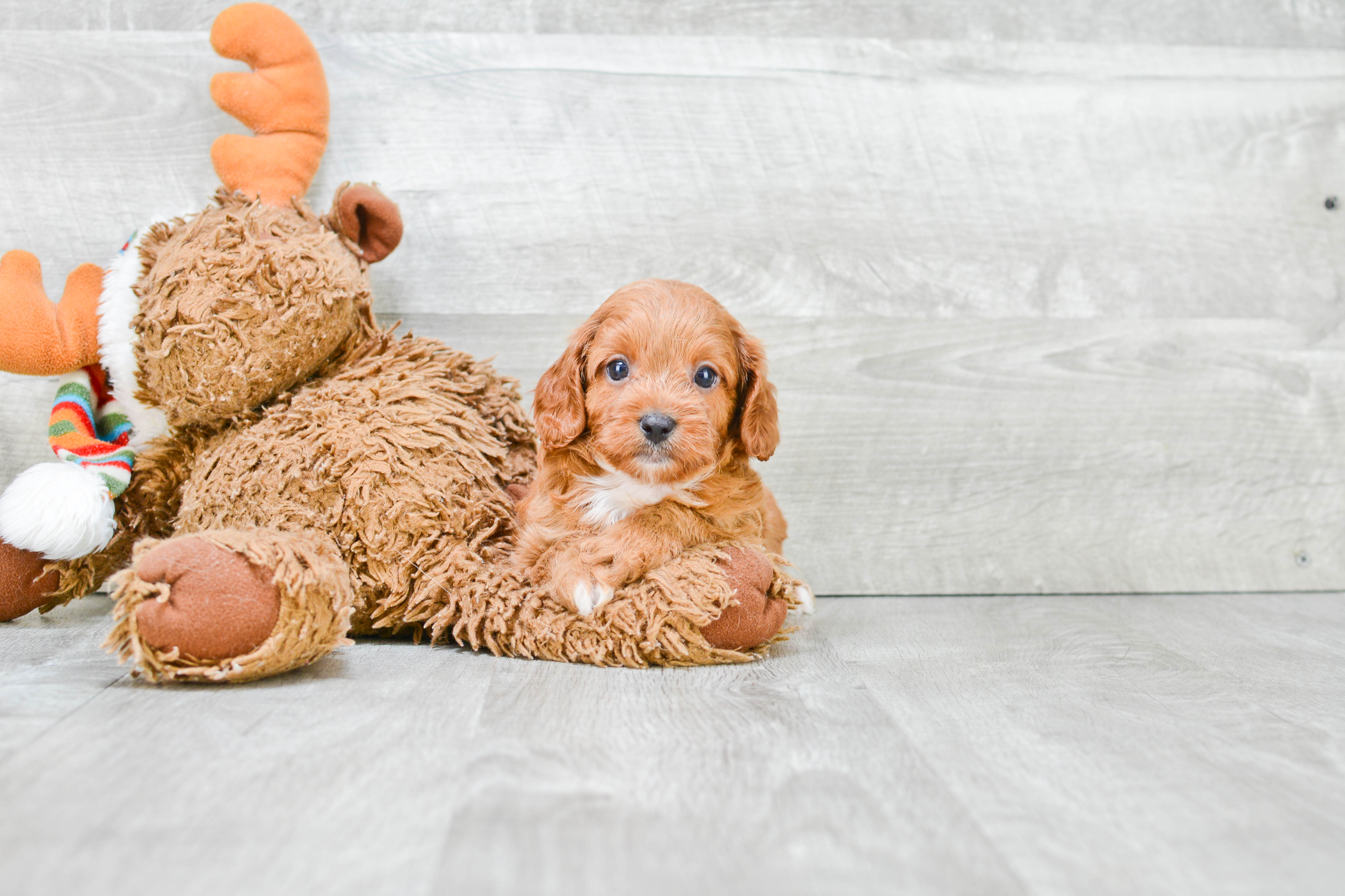 Adorable Cavoodle Poodle Mix Puppy