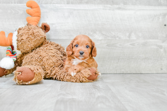 Adorable Cavoodle Poodle Mix Puppy