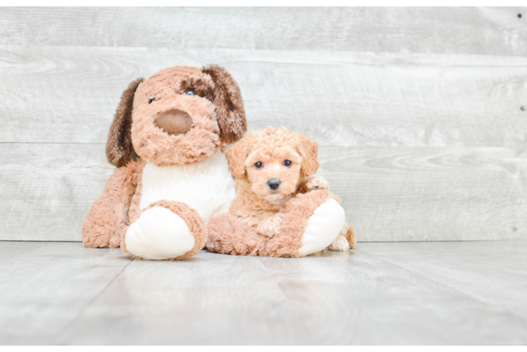 Small Maltipoo Baby