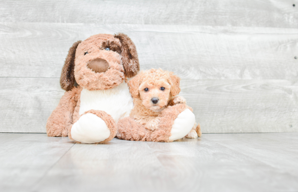 Small Maltipoo Baby