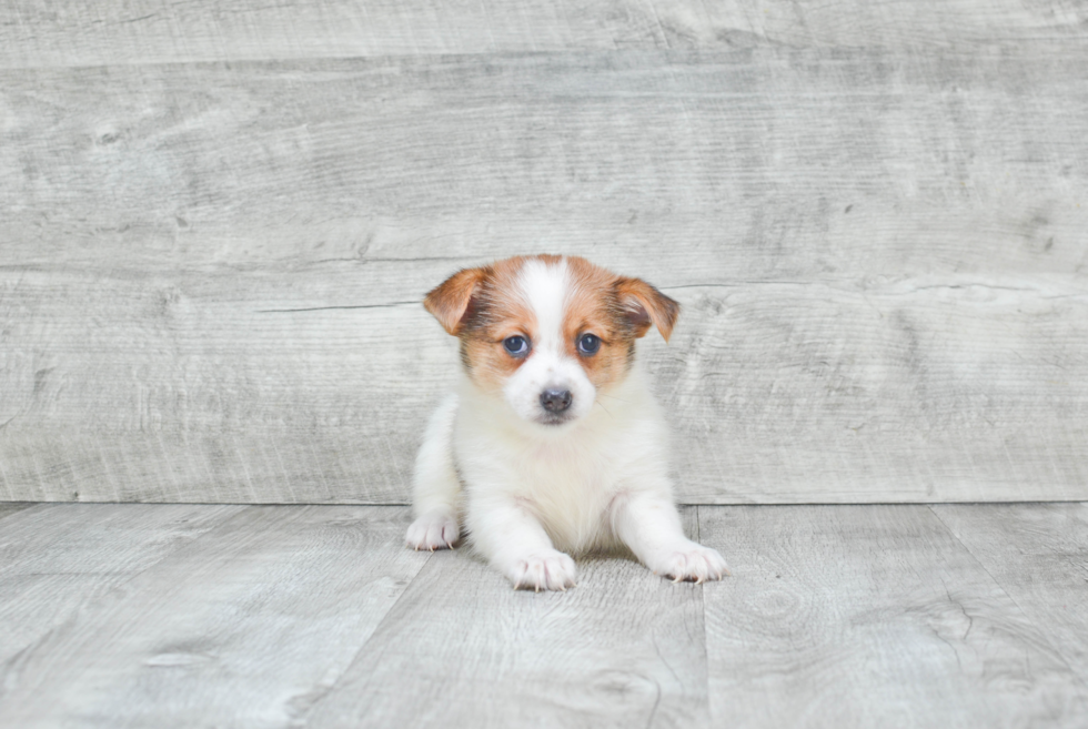 Cute Yorkie Pom Mix Puppy