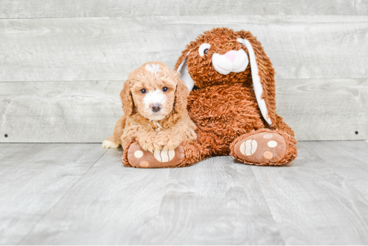 Cavapoo Pup Being Cute