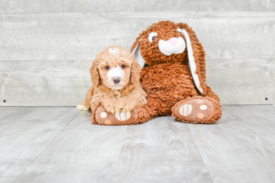 Cavapoo Pup Being Cute