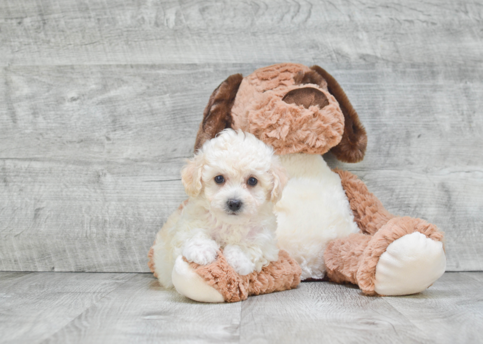 Maltipoo Puppy for Adoption