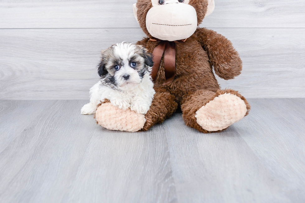 Petite Havanese Purebred Puppy