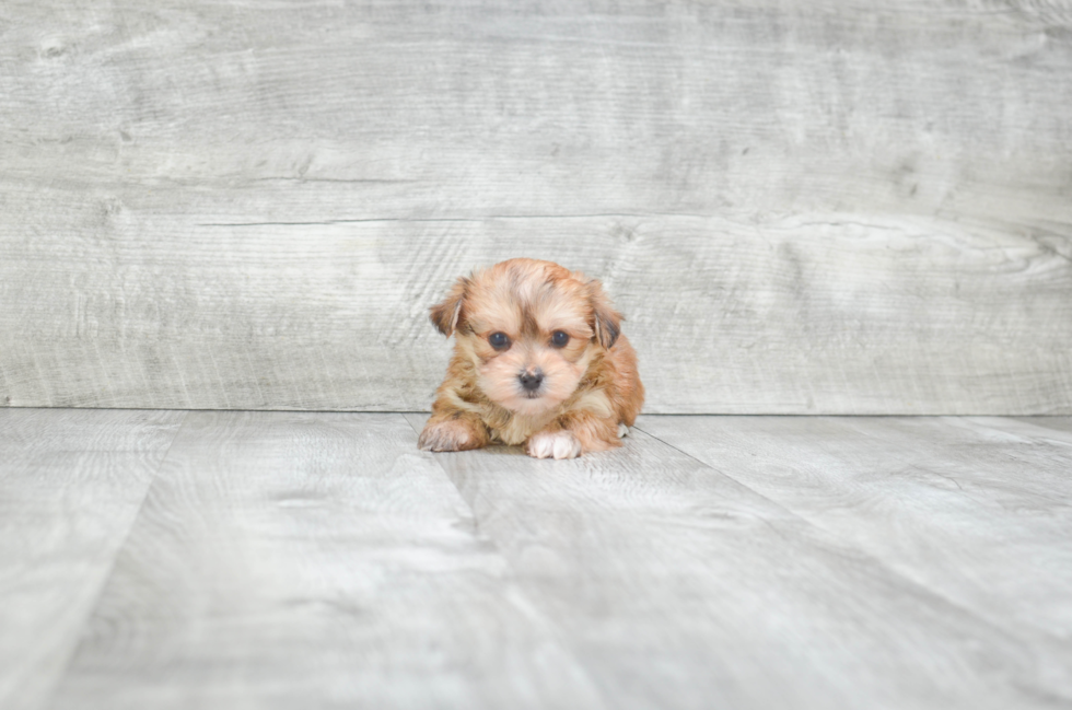 Morkie Pup Being Cute