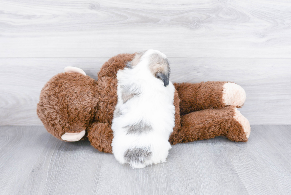Energetic Shichon Designer Puppy