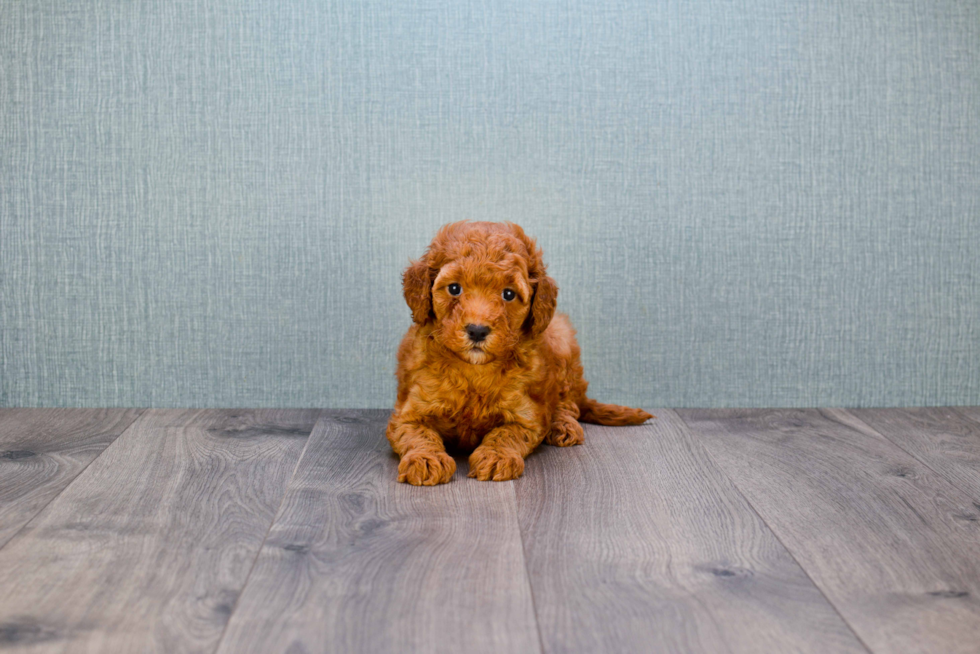 Sweet Mini Goldendoodle Baby