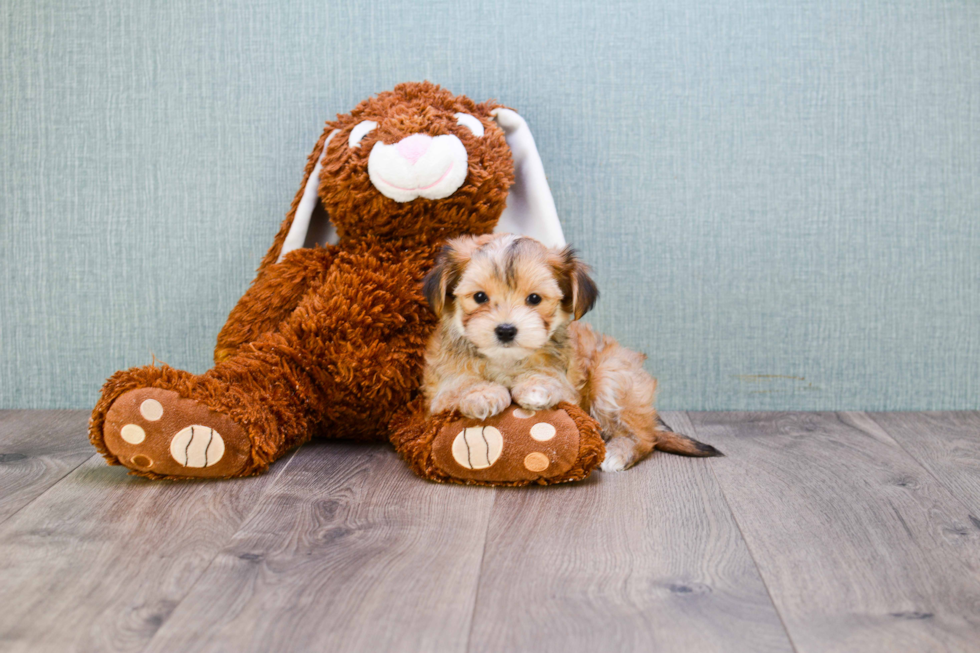 Friendly Morkie Baby