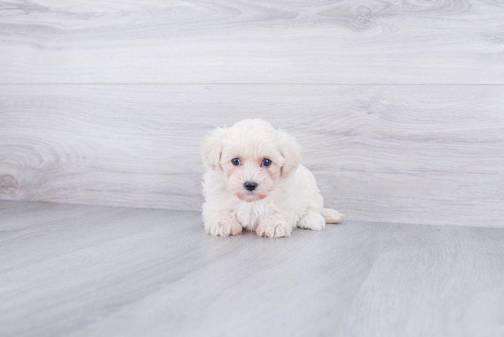 Small Maltipoo Baby