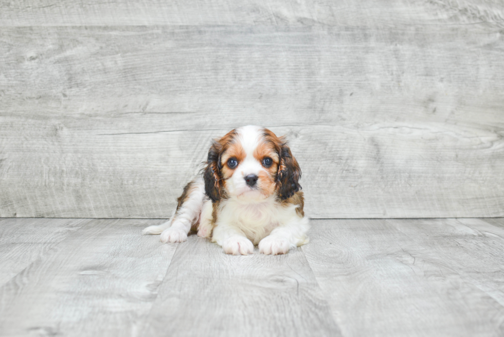 Playful Cavalier Designer Puppy