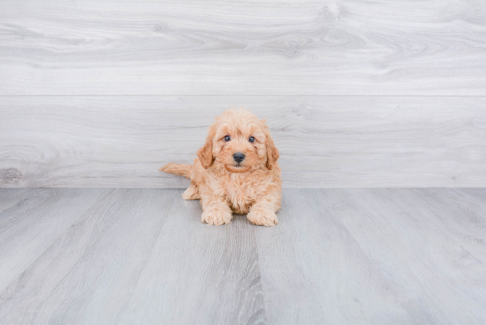 Petite Cavapoo Poodle Mix Pup