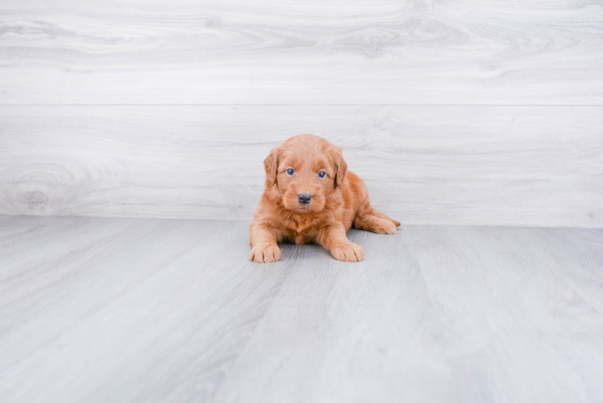 Mini Goldendoodle Puppy for Adoption