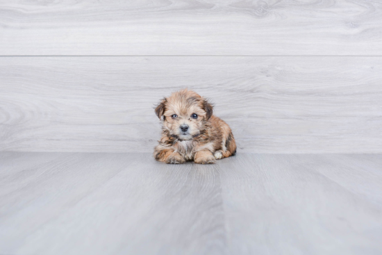 Morkie Puppy for Adoption