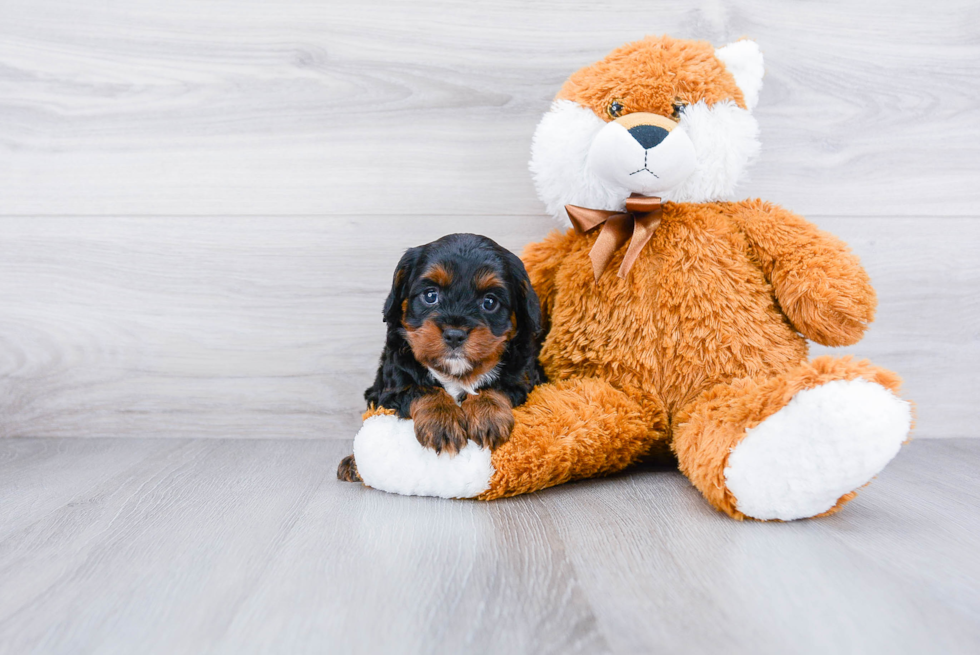 Happy Cavapoo Baby