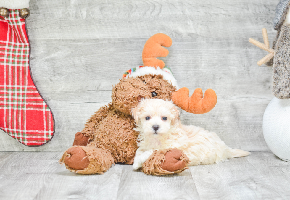 Maltipoo Puppy for Adoption