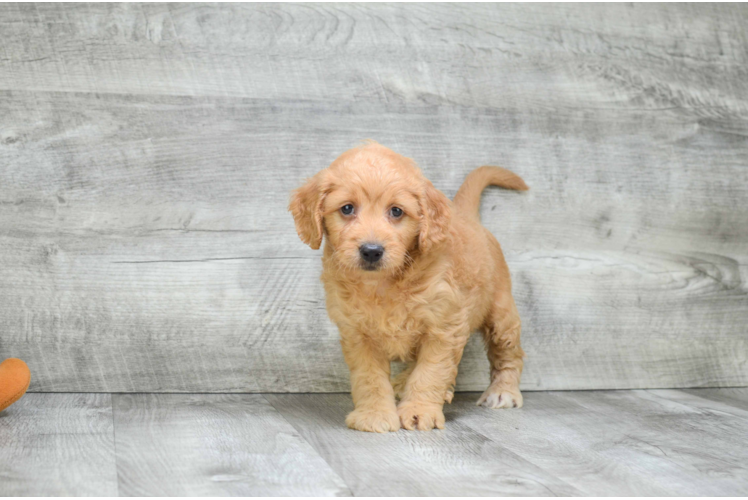 Mini Goldendoodle Puppy for Adoption