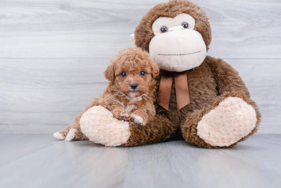 Cavapoo Pup Being Cute