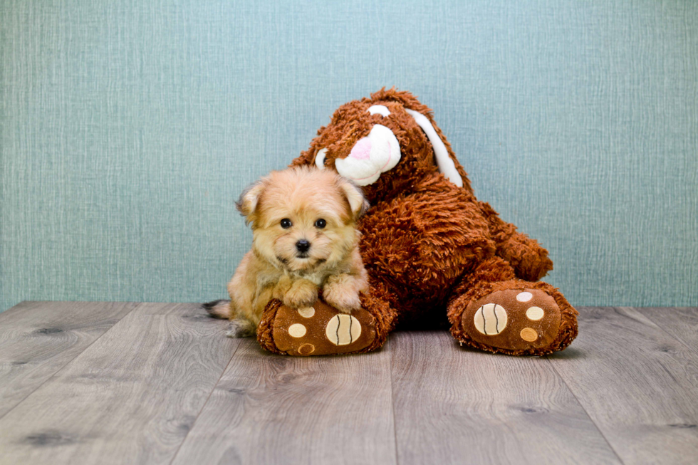 Cute Morkie Baby