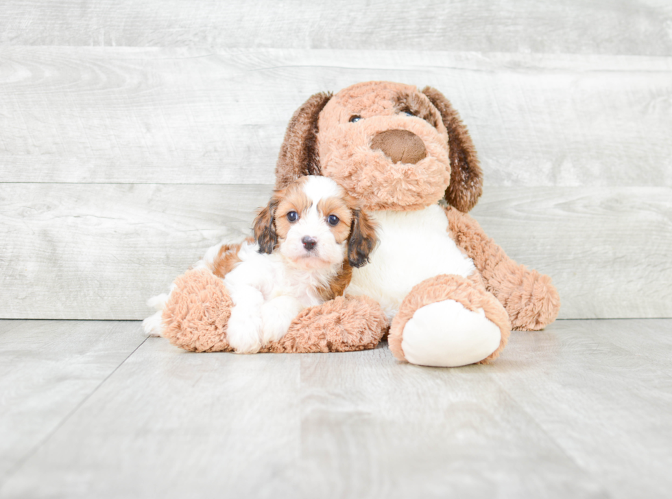 Smart Cavapoo Poodle Mix Pup