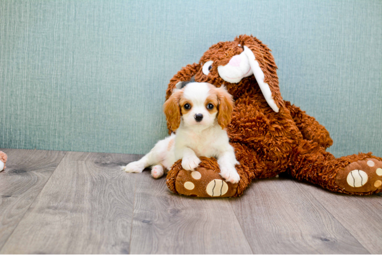 Cavalier King Charles Spaniel Puppy for Adoption