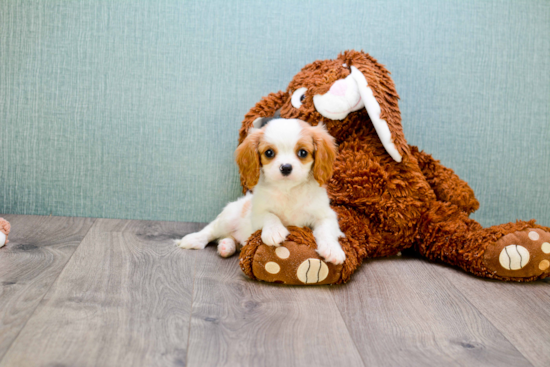 Cavalier King Charles Spaniel Puppy for Adoption