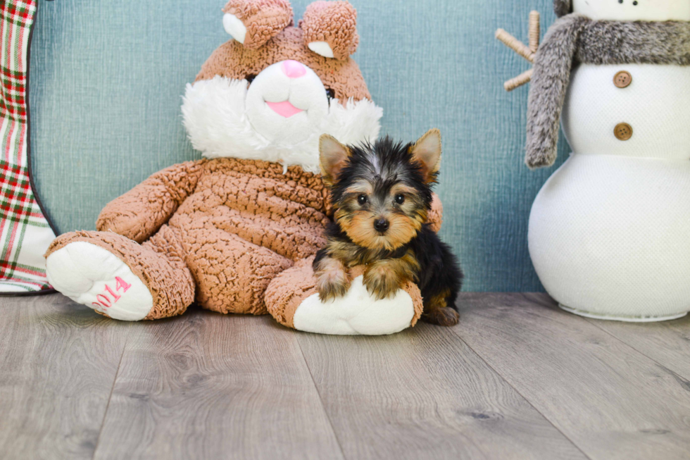 Meet Beckham - our Yorkshire Terrier Puppy Photo 