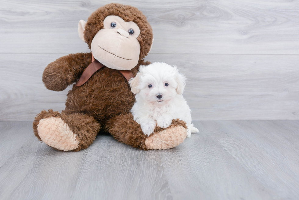 Maltipoo Puppy for Adoption