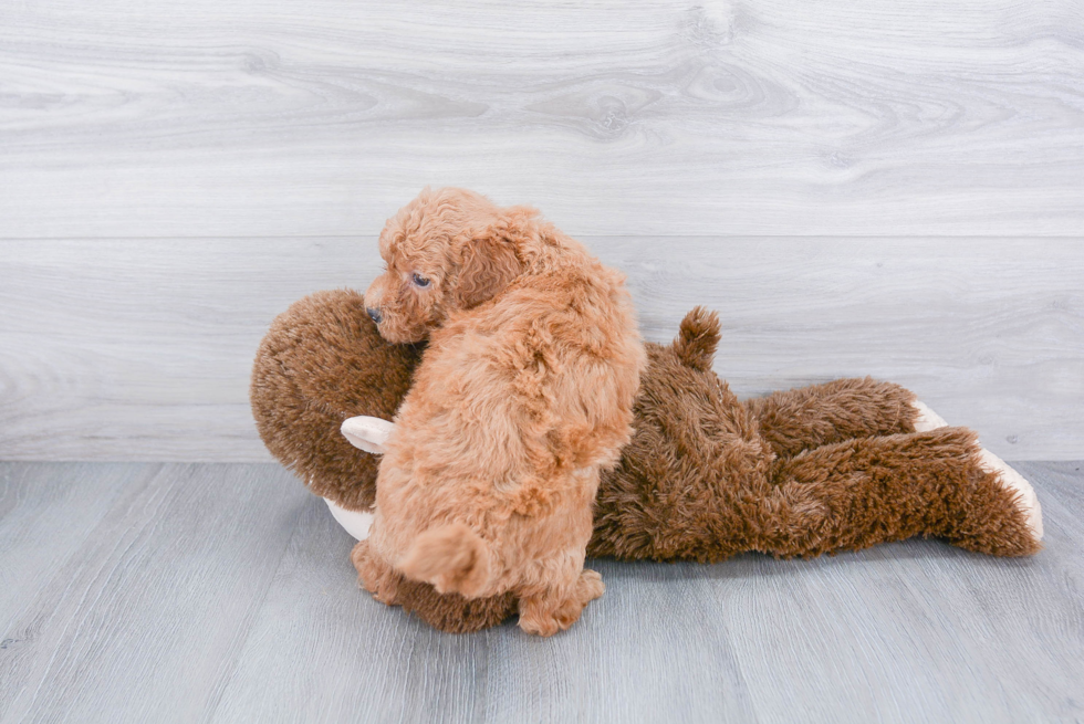 Petite Mini Goldendoodle Poodle Mix Pup