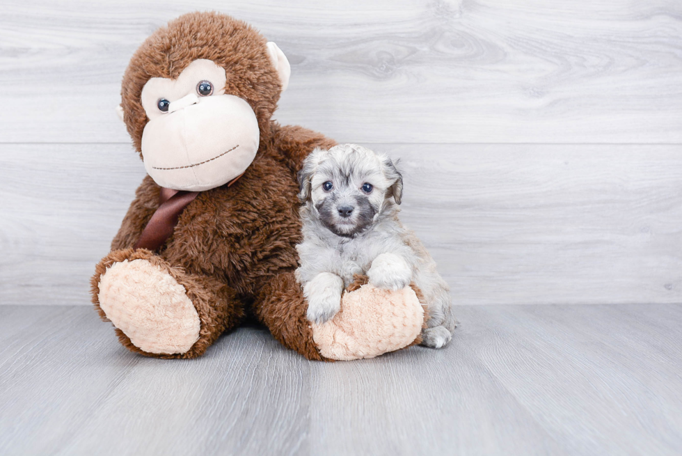 Maltipoo Puppy for Adoption