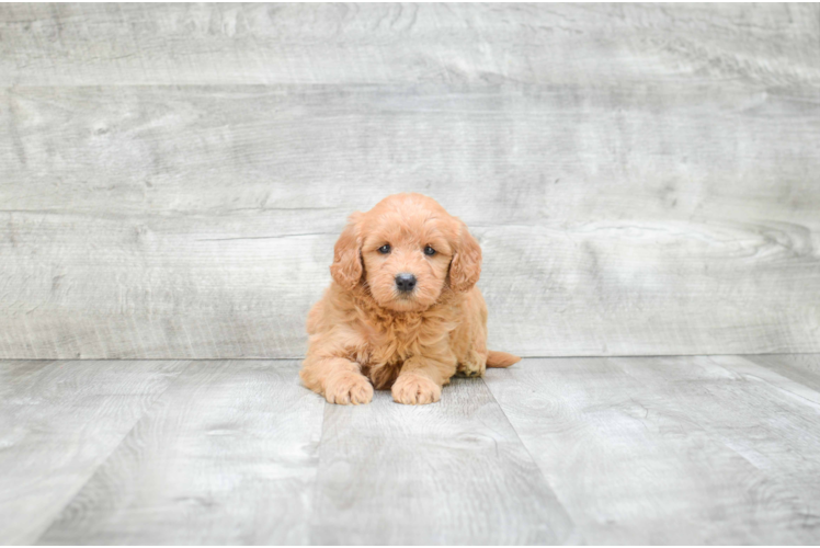 Petite Mini Goldendoodle Poodle Mix Pup