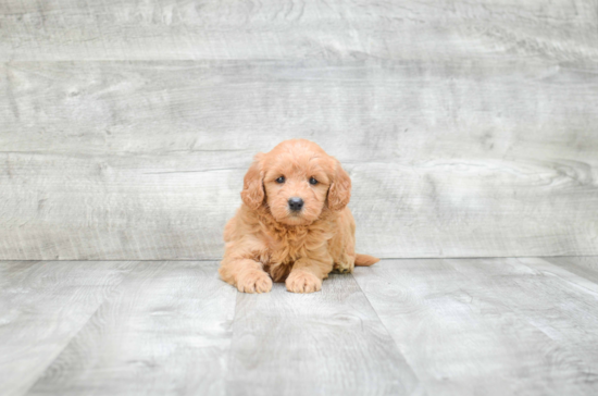 Petite Mini Goldendoodle Poodle Mix Pup