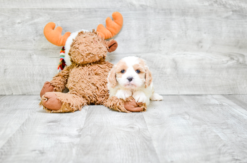 Small Cavapoo Baby