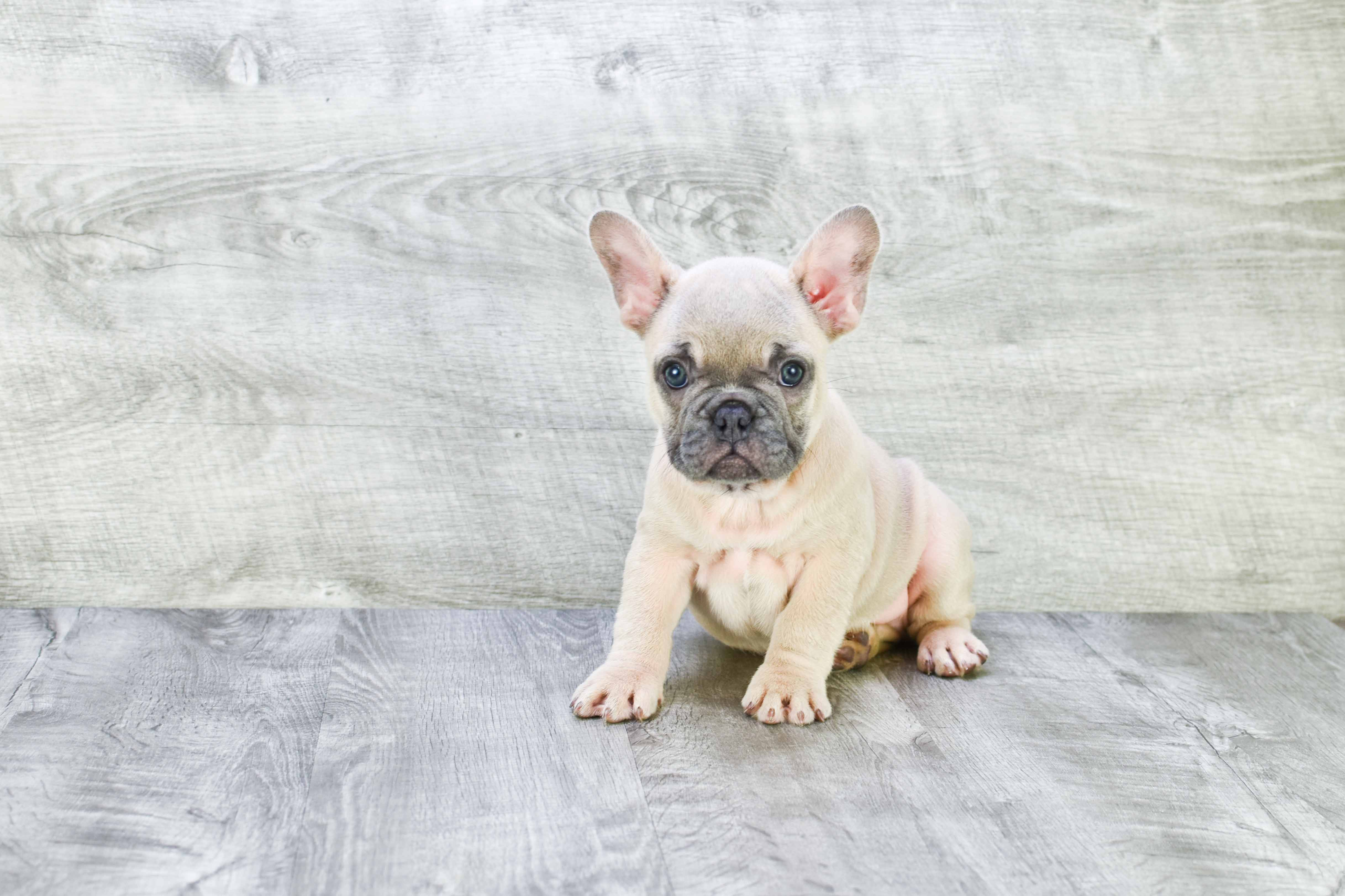 Small French Bulldog Purebred Pup