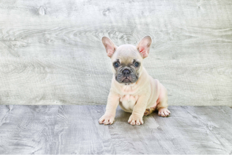 Small French Bulldog Purebred Pup