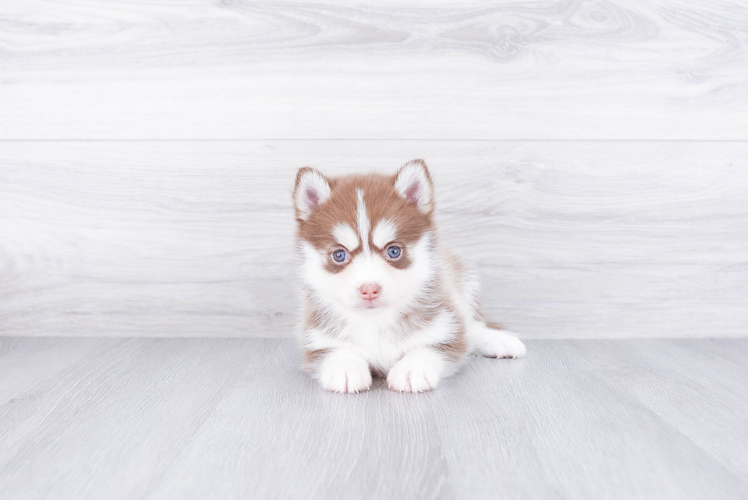 Pomsky Pup Being Cute