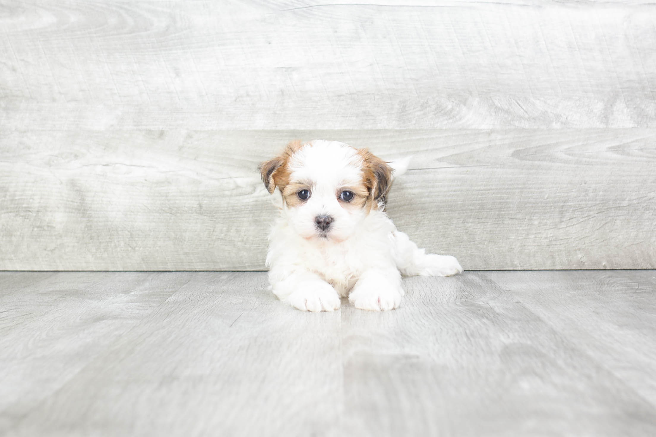 Teddy Bear Puppy for Adoption