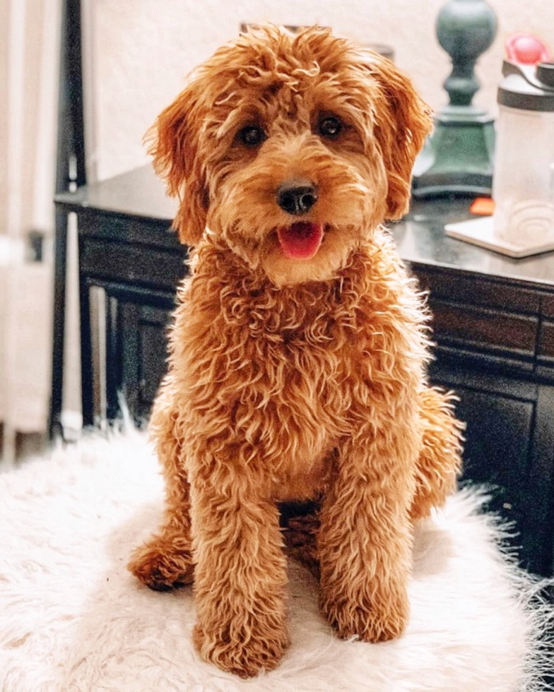 Happy Golden Retriever Poodle Mix Pup