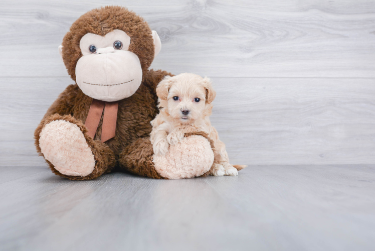 Friendly Maltipoo Baby