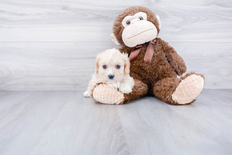 Playful Cavalier Designer Puppy