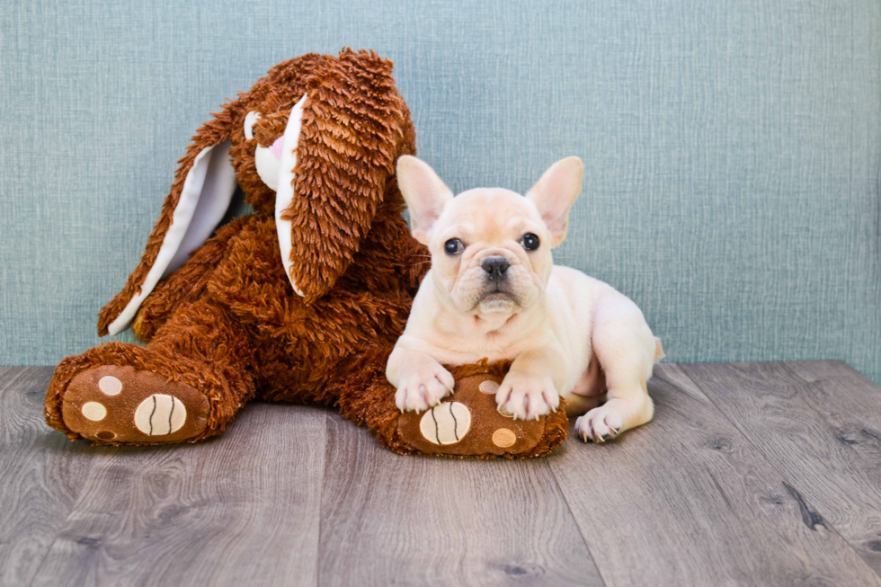 Best French Bulldog Baby